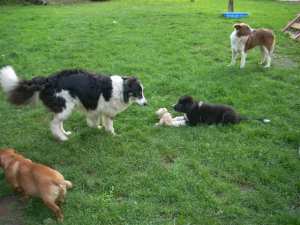 20110827Merlin3 004.jpg